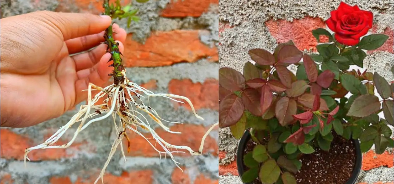 Cómo cultivar esquejes de rosas más rápido en arena Trucos Abuela