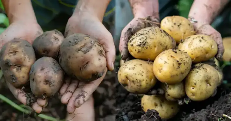 El Secreto Para Cultivar Patatas Enormes Una Gu A Completa Trucos Abuela