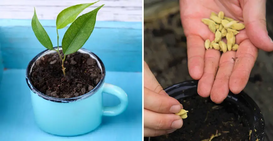 Cómo germinar naranjas en una taza para decorar la casa