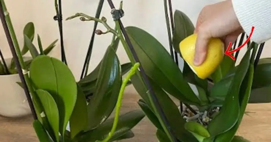 Orquídea: el secreto de los floristas para una floración exuberante y abundante