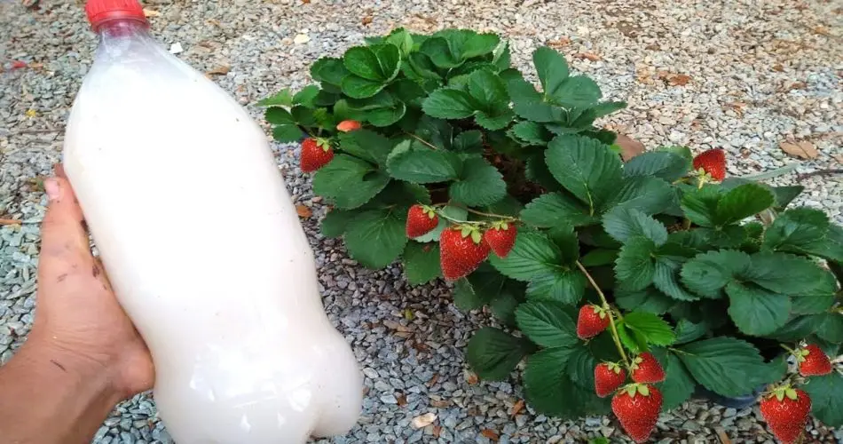 Abono orgánico natural que hace que tu planta se desarrolle rápidamente