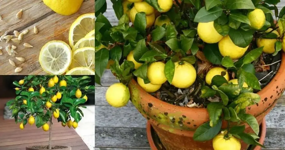 No compres más limones: cómo tener limones ilimitados en casa