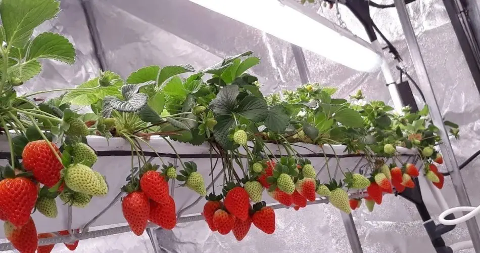 Cómo cultivar fresas ecológicas durante todo el año en casa