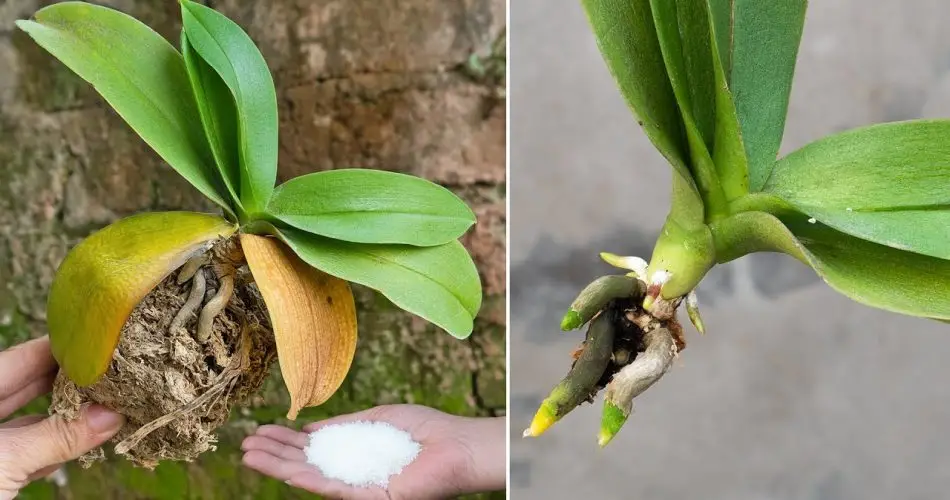 El truco para revivir una orquídea seca cuyas flores se han marchitado