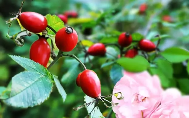 Cómo cultivar rosas a partir de semillas paso a paso.