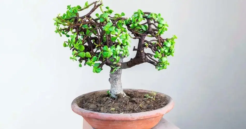 ¿Cómo plantar y mantener el árbol de jade? La guía paso a paso