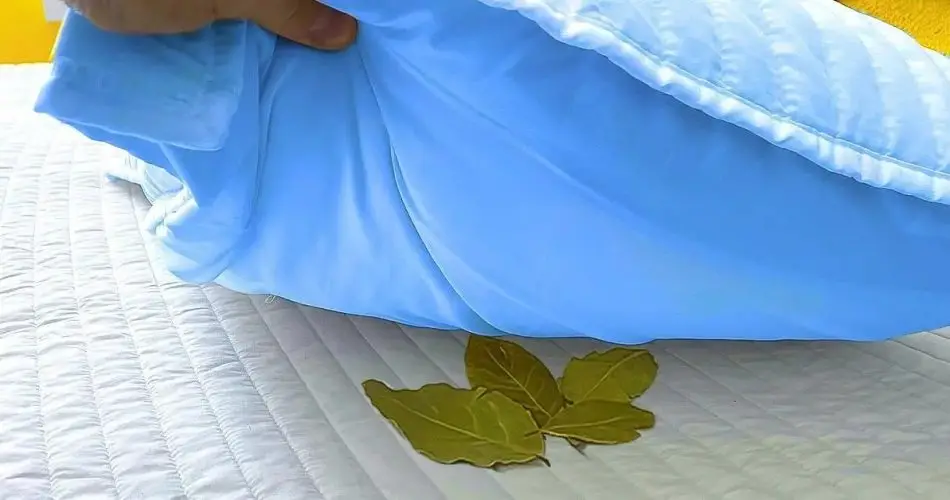 Coloca hojas de laurel debajo de tu almohada y observa qué sucede durante la noche.