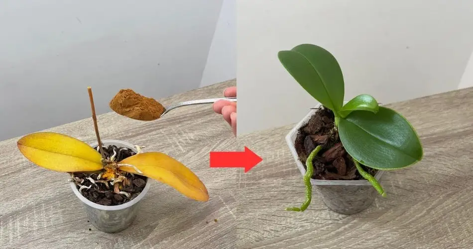 revive inmediatamente las orquídeas podridas de esta manera