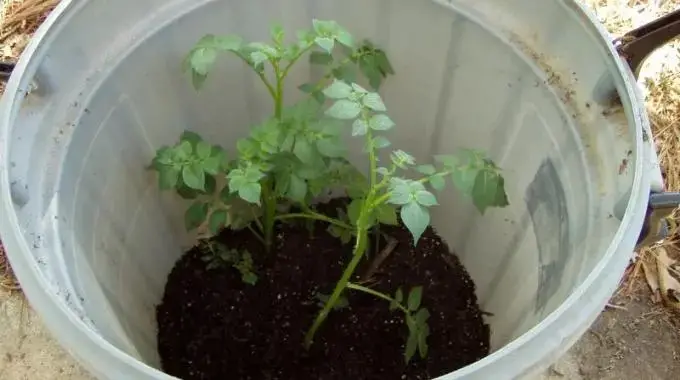 ¡4 sencillos pasos para cultivar 45 kg de patatas en un barril!