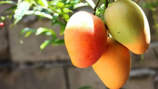 Cómo cultivar mango a partir de semillas