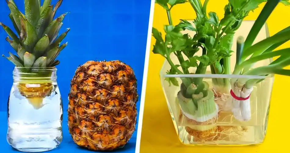 12 frutas y verduras que sólo comprarás una vez en la vida aplicando estos consejos