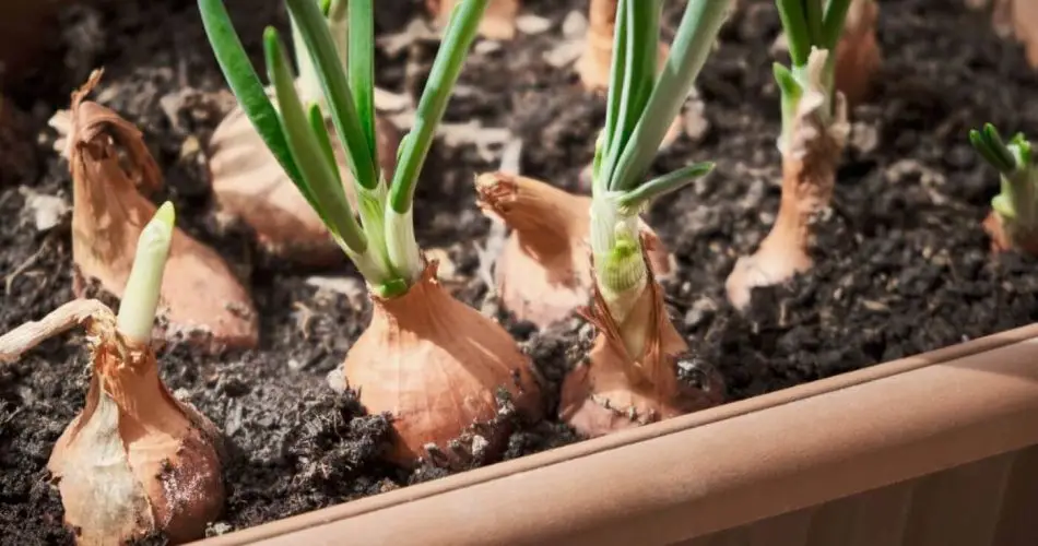 Los mejores consejos para cultivar cebollas en macetas y sin límites