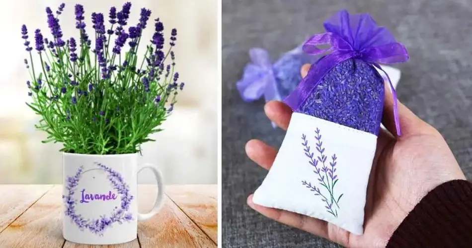 Aquí se explica cómo hacer que la lavanda brote en una taza para perfumar toda la casa.