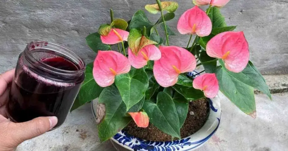 El anthurium producirá un montón de flores de esta agua, nunca se vio tan bien