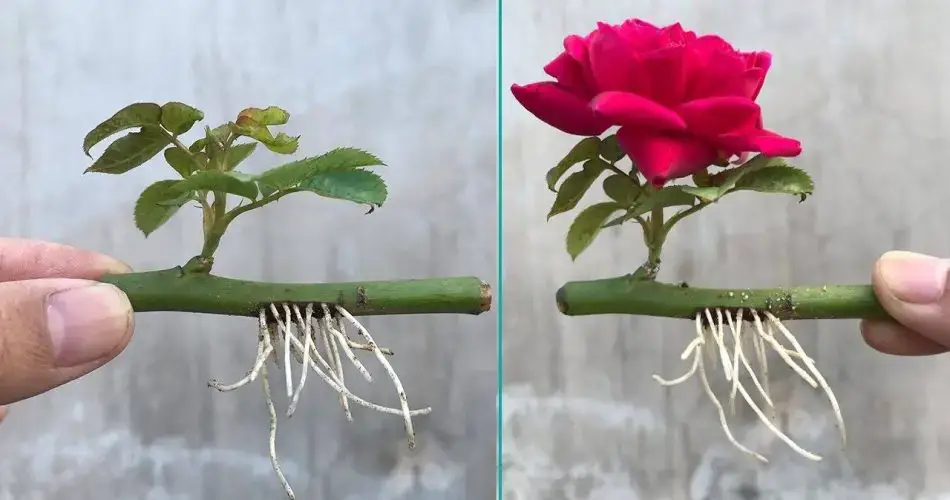 Cómo propagar rosas con un vaso de agua: florecerán en unos días