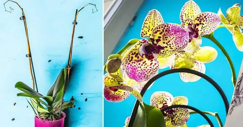 Cómo mantener una orquídea y hacer que vuelva a florecer: la guía paso a paso