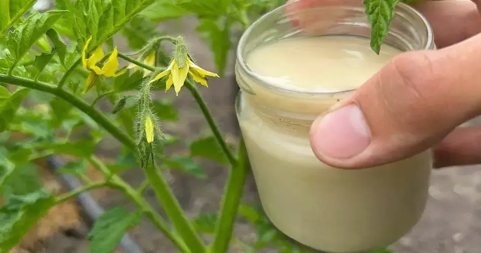 El secreto de una huerta floreciente: cosecha tus tomates rápido y en abundancia