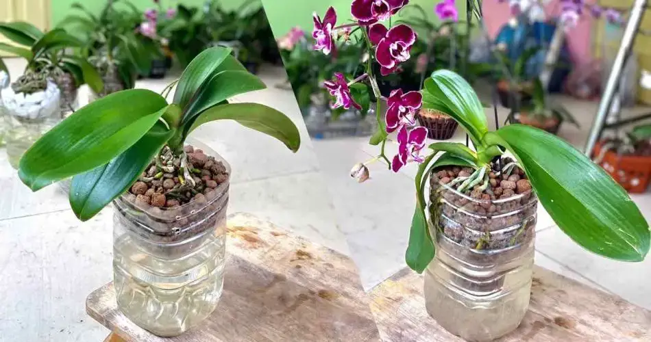 Si cultivas la orquídea así crecerá mucho más rápido y abundantemente