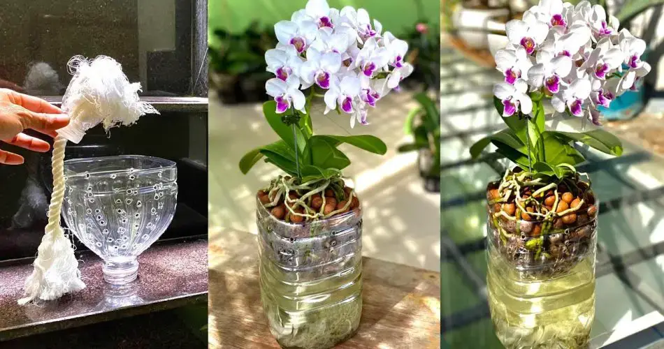 Se acabó el riego de orquídeas con agua: riégalas con esta para una floración espectacular