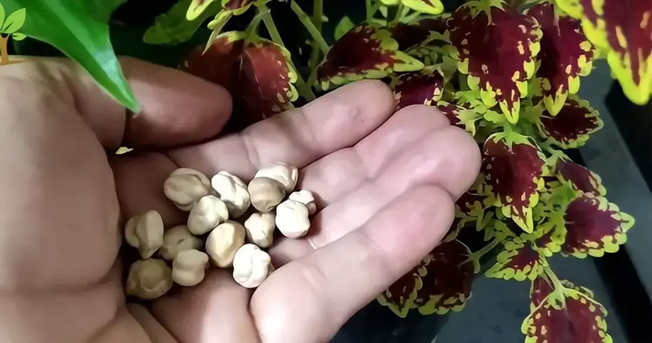 Es oro para el crecimiento de tus plantas: una taza es suficiente para hacer estallar muchas flores