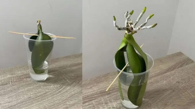 Orquídeas, como crecer sin raíces en agua: Así se recuperarán inmediatamente Por favor – Necesitamos tu ayuda para permanecer en esta red social. Di algo sobre nuestras publicaciones (sí, deliciosas o un emoji está bien) o desapareceremos por completo ❤️