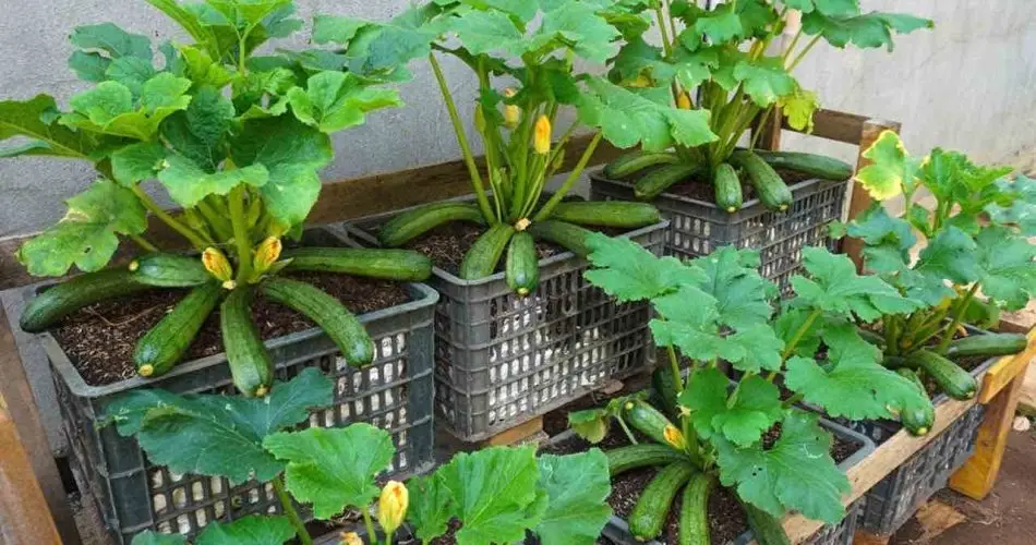 Calabacines: aquí se explica cómo cultivarlos en casa para obtener una cosecha plena y exuberante