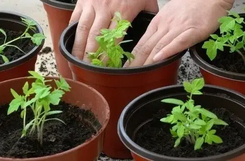 Cómo cultivar tomates ilimitados usando SOLO 4 REBANADAS y un poco de tierra 