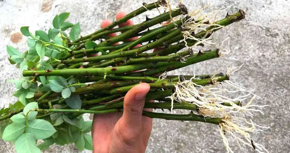 Propagar ramas de rosal en la arena, cómo plantarlas para que tengan muchas raíces