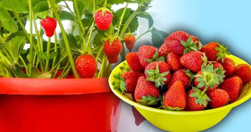 Cómo aumentar la producción de tu planta de fresa y tener 4 veces más fresas