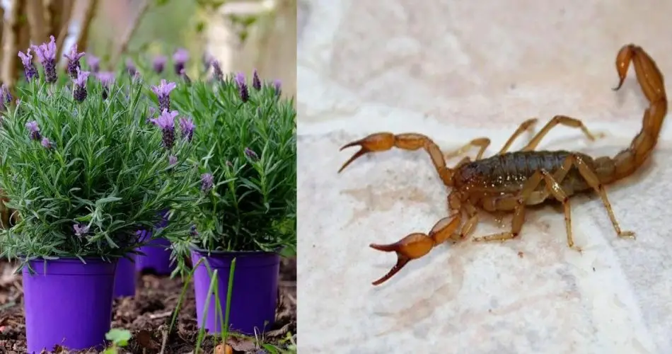 Plantas que mantienen alejadas de tu hogar arañas, hormigas, moscas, escorpiones, chinches y garrapatas