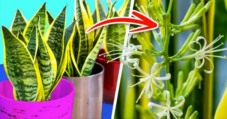 ¿Cómo hacer flor de sansevieria para que toda la casa huela bien?