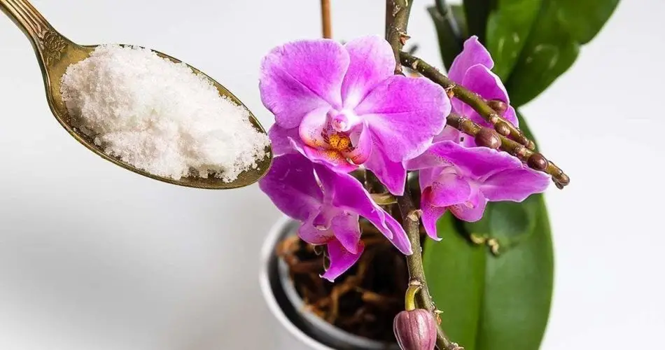 Cómo hacer que una orquídea vuelva a florecer con tan solo una cucharadita de este polvo