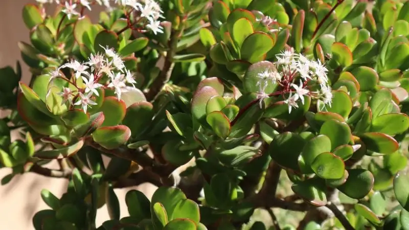 ¿Cómo espesar el árbol de jade para que florezca rápidamente? truco de jardineria facil