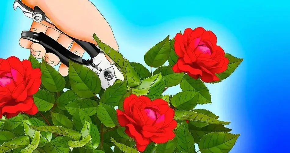 ¿Cómo hacer que tus rosas florezcan todo el verano?