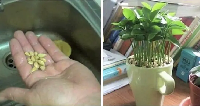 Cómo plantar un limón en una taza para perfumar la casa