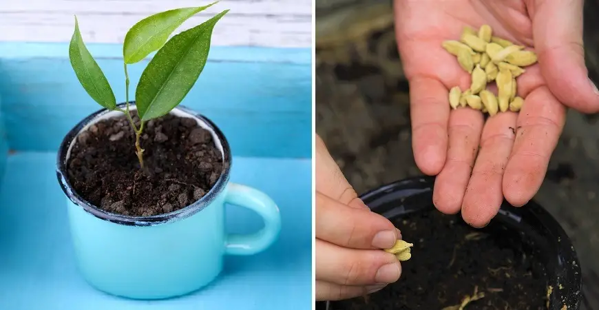 Cómo germinar naranjas en una taza para decorar la casa