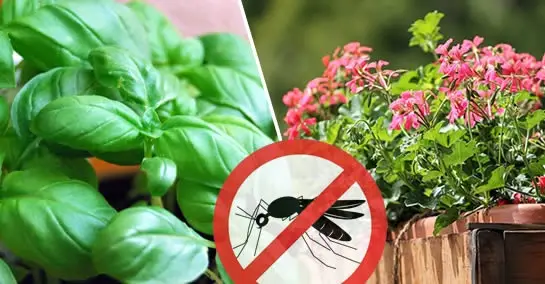 10 plantas que repelen insectos más que repelentes