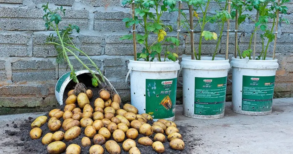 Cómo cultivar papas en una maceta