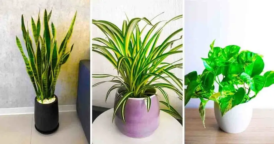 Si tienes una de estas 7 plantas en casa: cuídala porque tienes un tesoro en tu hogar