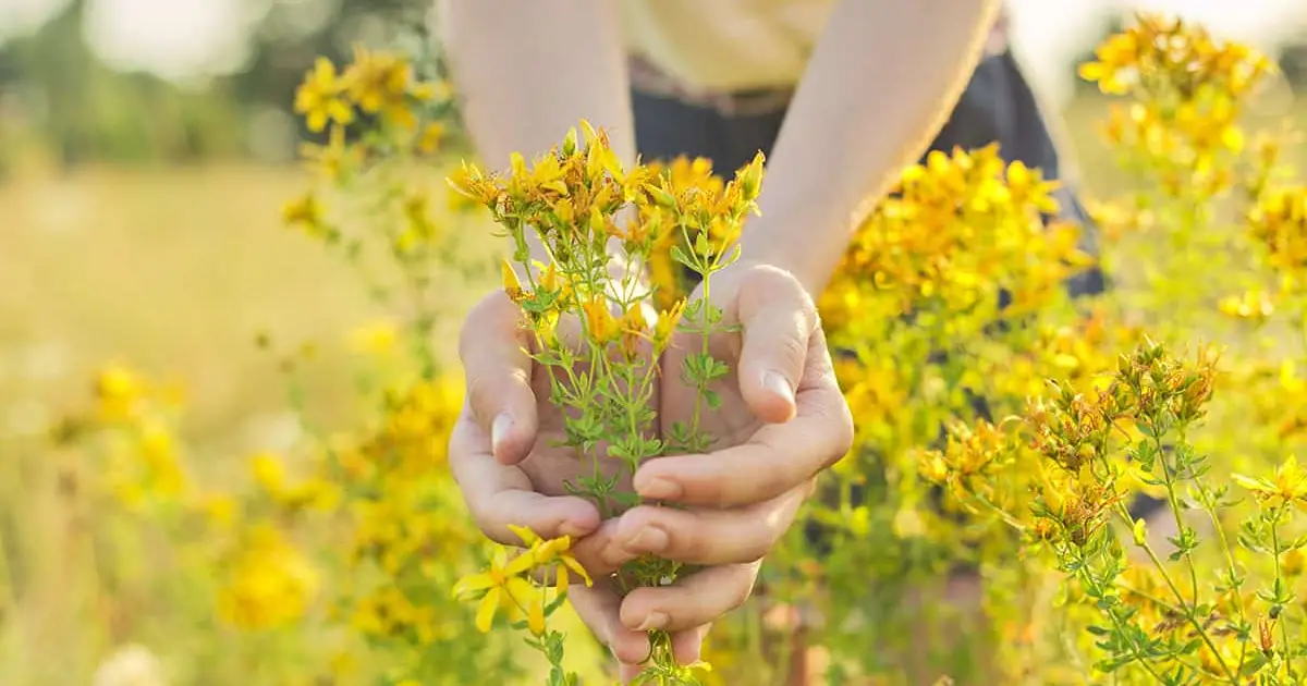 La magia del hipérico: cómo utilizar esta planta para disfrutar de sus maravillosos beneficios