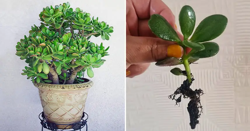 Cómo propagar un árbol de jade a partir de una hoja