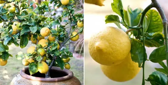 Cómo plantar limones en macetas a partir de semillas.