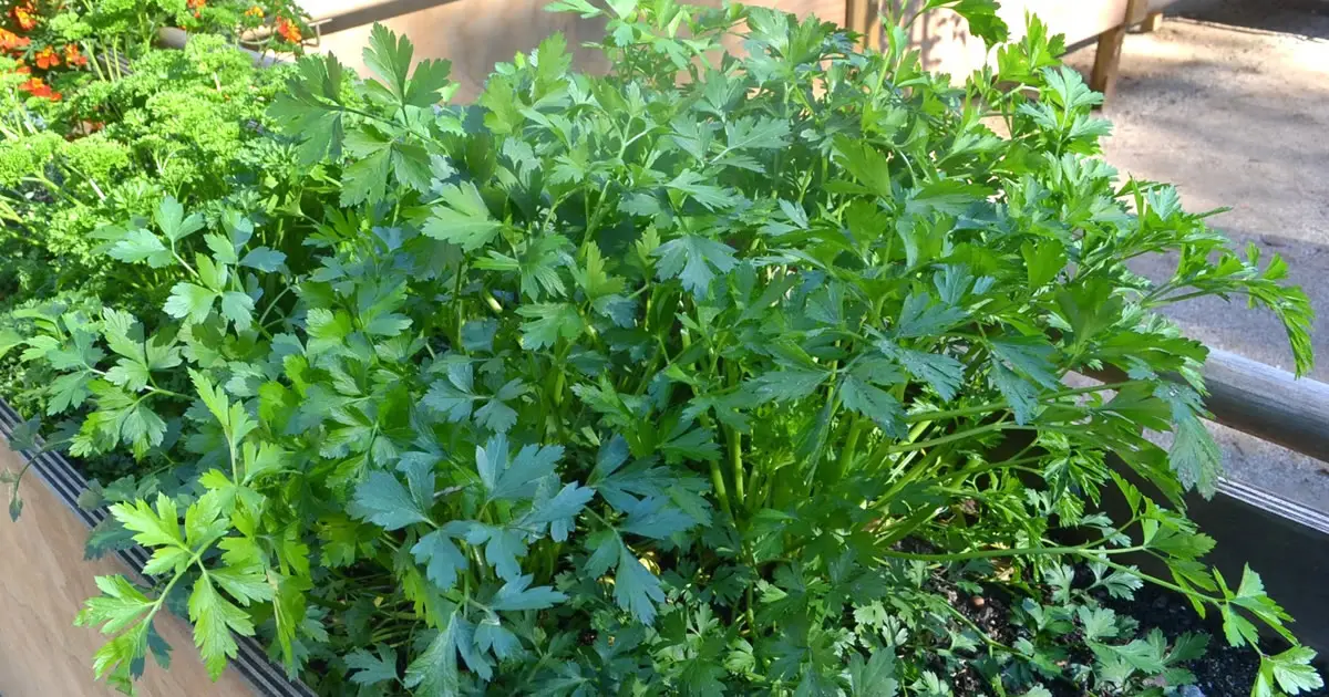 Todo lo que necesitas hacer para tener una planta de perejil abundante y duradera