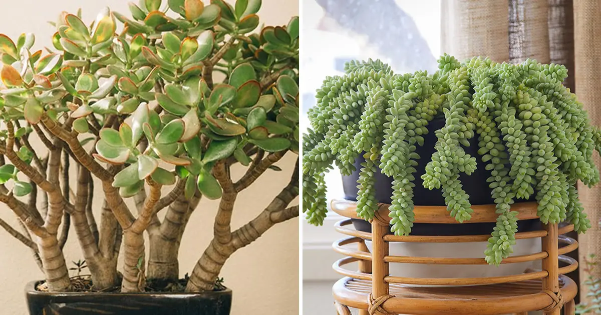 Las 7 plantas suculentas que mejor se adaptan a tener en interior