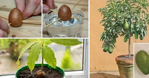 Cómo plantar aguacates en casa, a partir de una semilla, para tener una oferta infinita