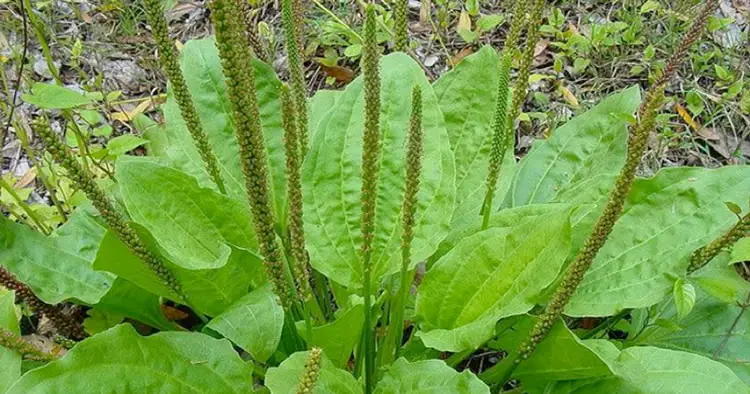 La planta que reduce el colesterol, cura la diabetes, las hemorroides, la diarrea y depura los riñones