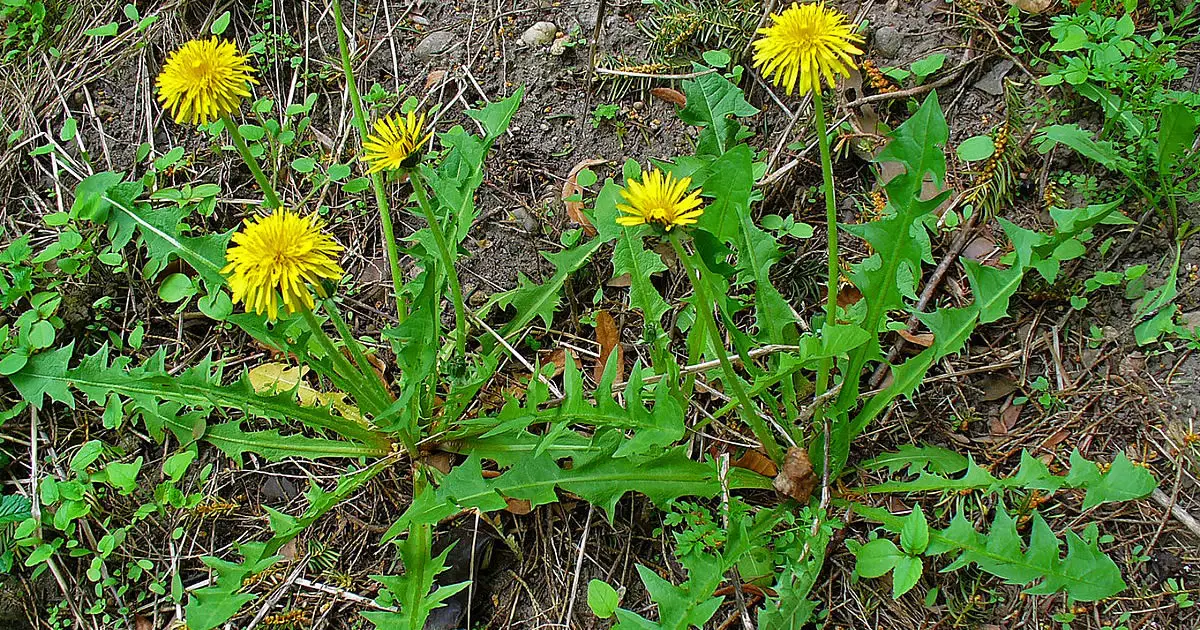 Diente de león: crece en todas partes y es una planta rica en propiedades terapéuticas