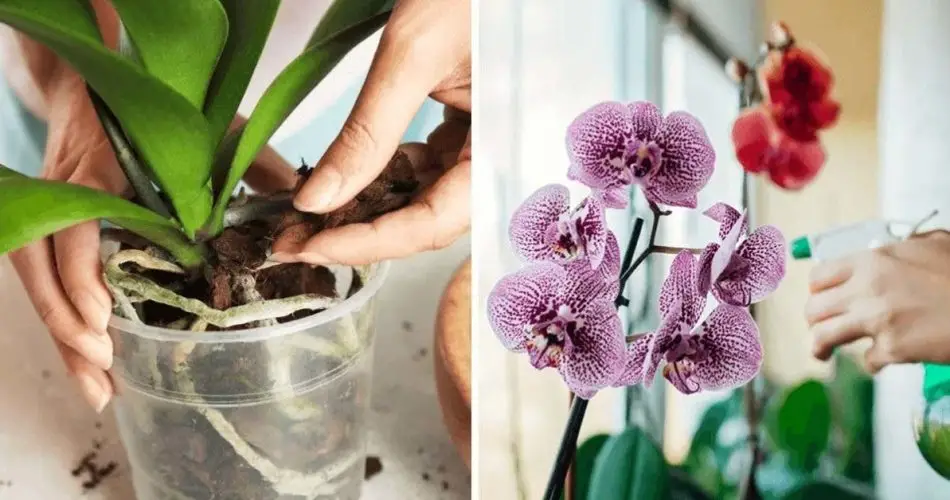 ¿Cómo cultivar hermosas orquídeas en casa? 4 secretos para saber