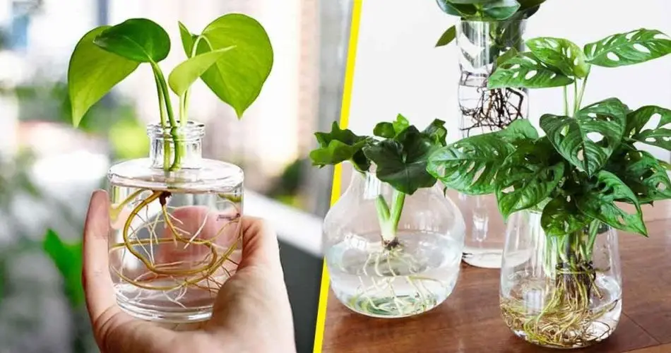 ¿Cómo cultivar plantas en agua en casa? 5 sencillos pasos