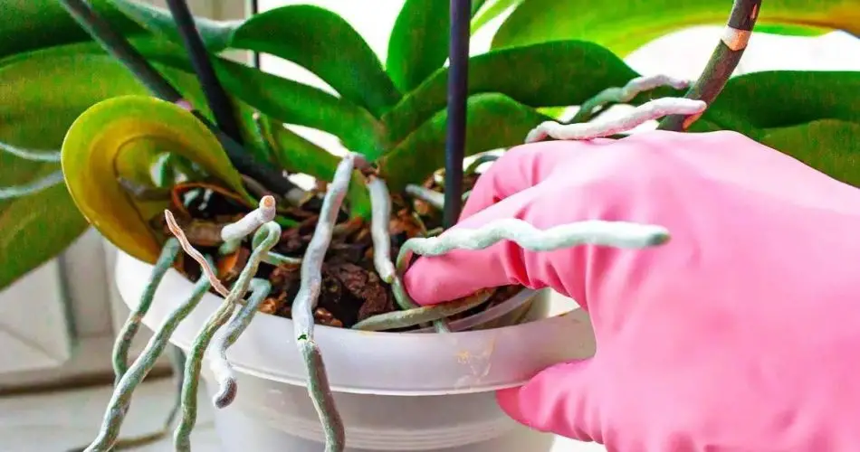 Orquídea: ¿qué hacer con las raíces que salen de la maceta?